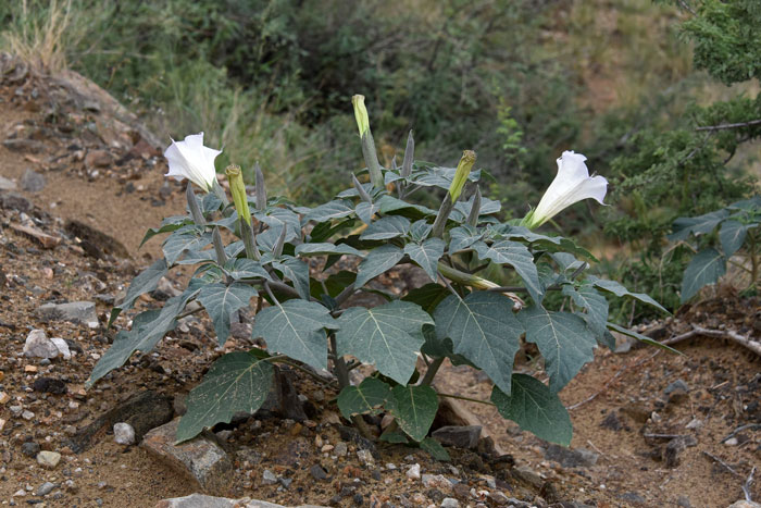 Western Jimson Weed is a native annual or perennial plant that grows up to 4 feet or so and blooms from May to October. Datura wrightii